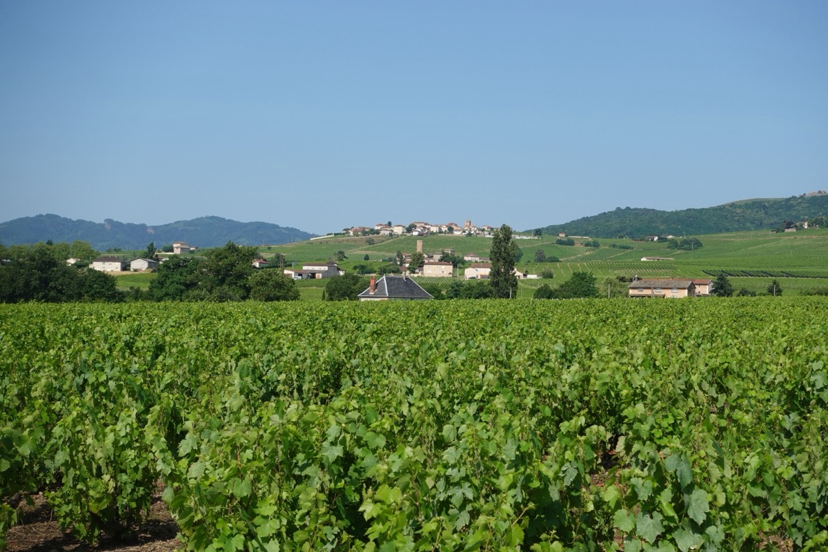 Wijngaarden rond Bergerac